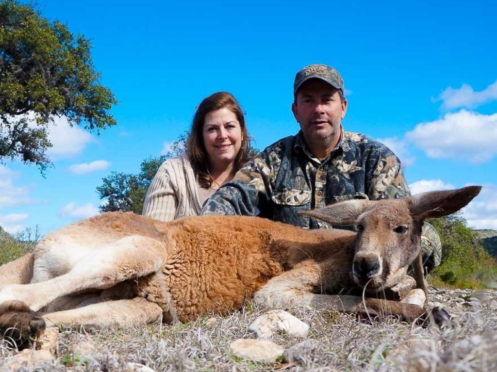 Kangaroo hunting: Americans paying to kill kangaroos outrages Australians |  Daily Telegraph