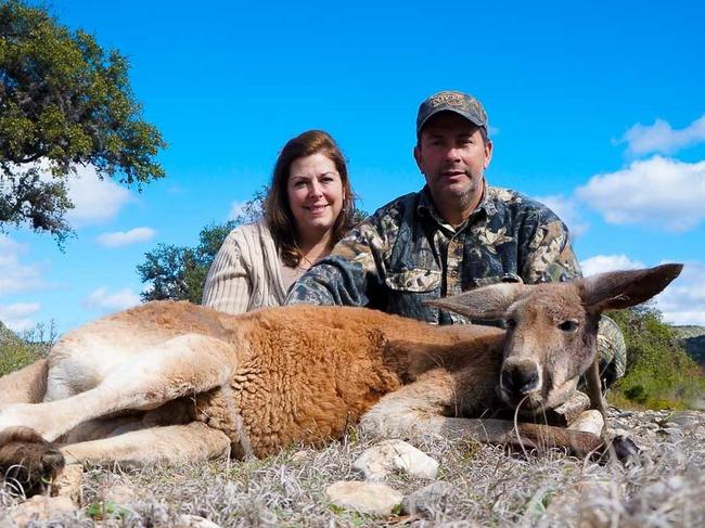 Americans are paying $10,000 a piece to “trophy hunt” big red kangaroos in Texas as wild 'roo populations in the US are being encouraged for hunting and pet food. Picture: Ox Ranch