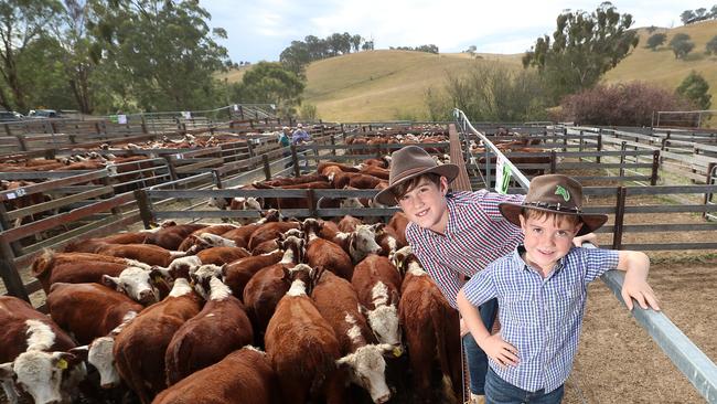 Heath and Patrick Davies attended the Ensay sale with their father and Elders Bairnsdale livestock manager Morgan Davies.