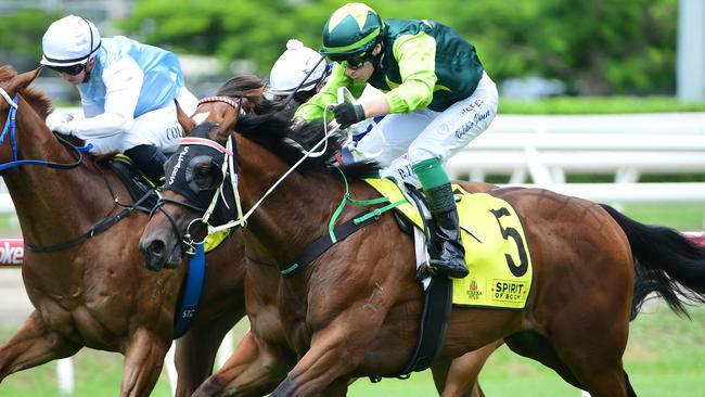 Beau Dazzler bounced back with victory on Saturday after balking under lights the start prior. Picture: Natasha Wood —Trackside Photography.