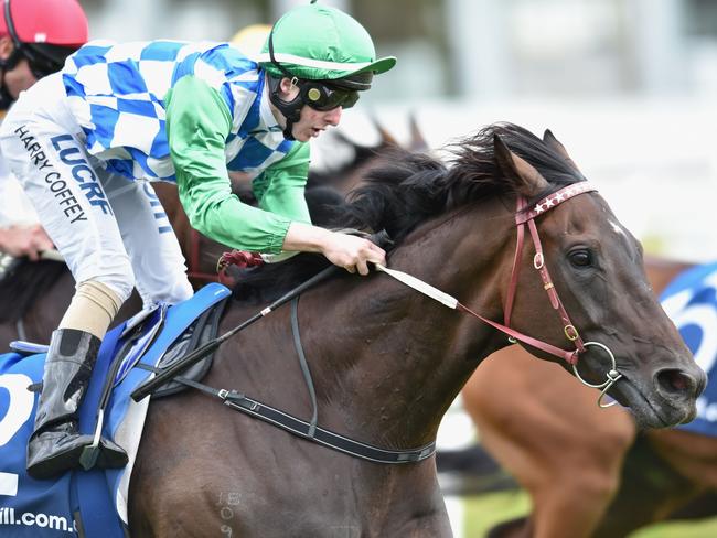 Smart Darren Weir-trained stayer Signoff makes his first Adelaide appearance en route to the cup. Picture: Getty Images