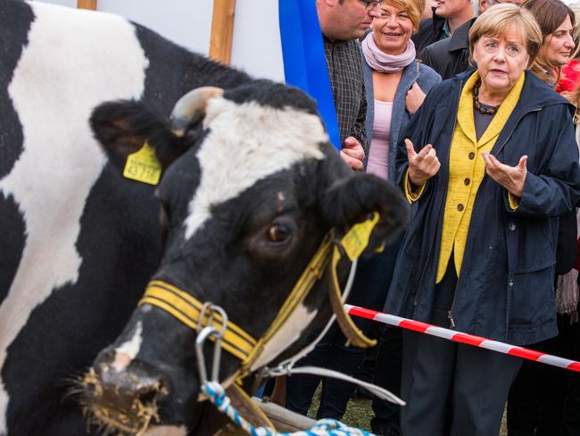 German Chancellor Angela Merkel (R) stands next to cows and speaks with a farmer at a harvest festival as she tours the city of Lauterbach on the Baltic Island of Ruegen, northeastern Germany. Picture: AFP