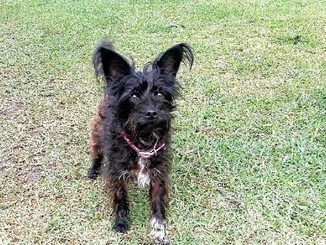 RIP:  Kate Genders is calling for better action from Lismore City Council after her dog - poodle cross Jack Russell Luka was mauled to death by a neighbours dog in South Lismore in November. Picture: CONTRIBUTED