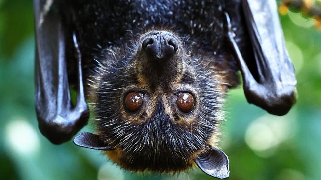 Volunteer animal carers to the Spectacled Flying Fox are calling for better support from Queensland Government as workers reveal they are at high risk of burnout under the current volunteer model. Picture: Brendan Radke