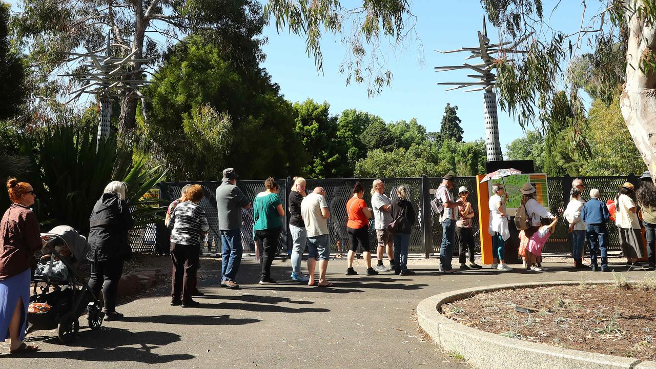 Crowds queue to see the corpse flower in full bloom at the Geelong Botanic Gardens. Picture: Alison Wynd