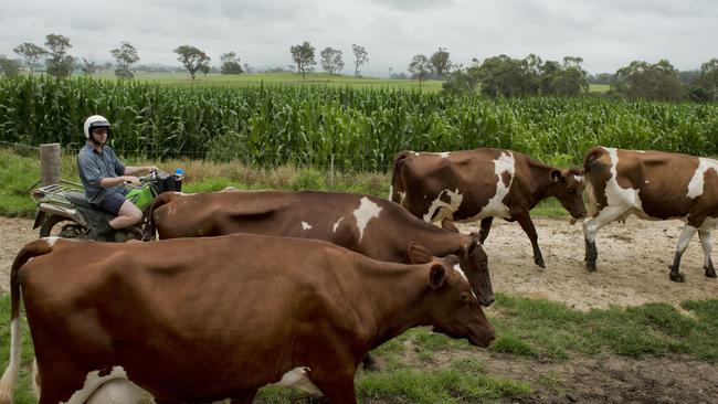 Will herding some of his cows.