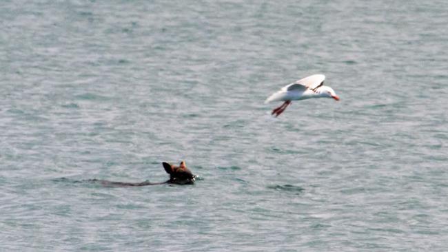 The wallaby was spotted drowning off the coast of Portland. Picture: Bruce Colyer Facebook