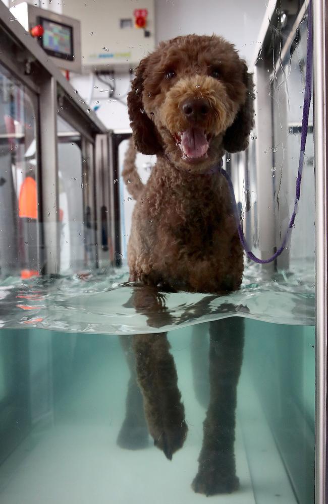 Snickers the labradoodle is getting rehabilitation after surgery for a cruciate ligament tear in its knee. Picture: Toby Zerna