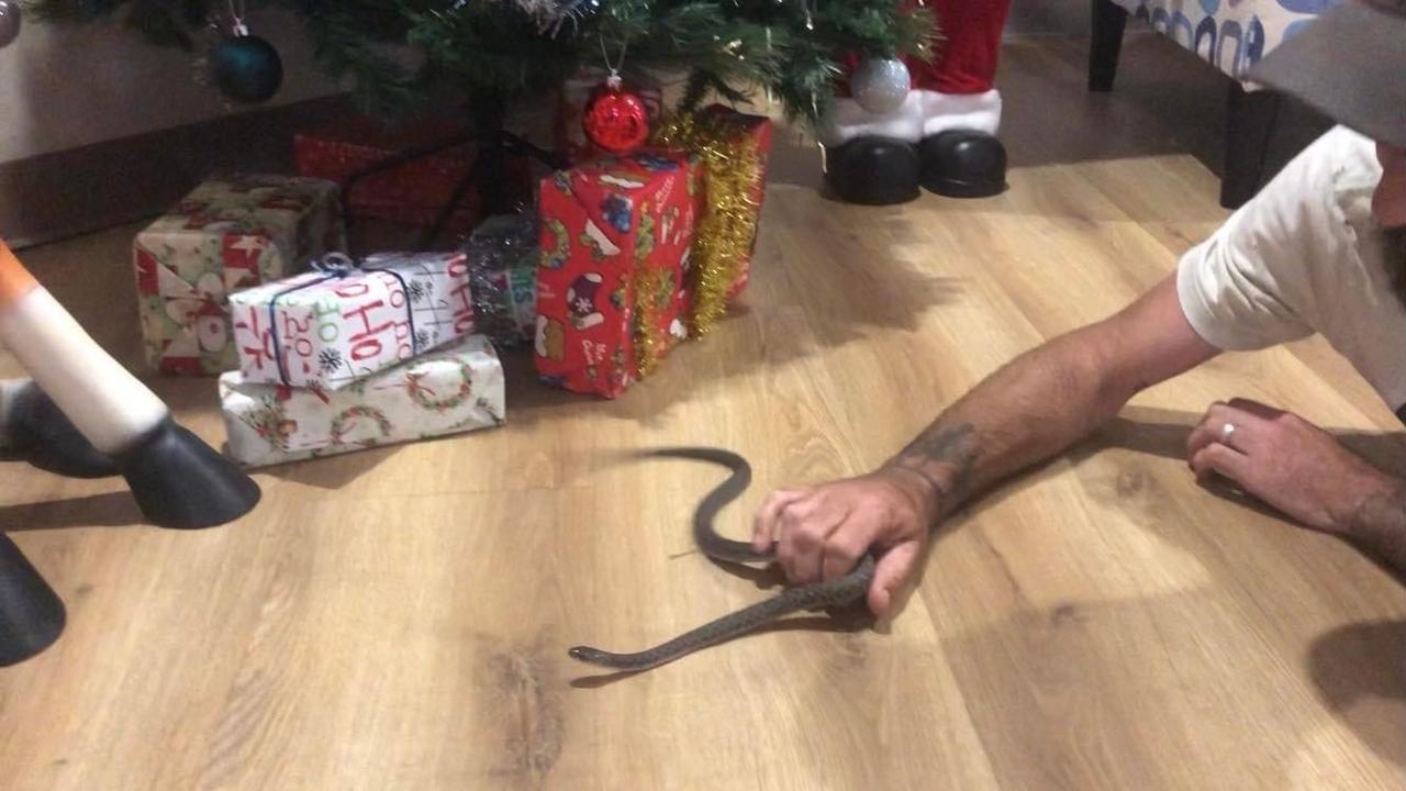 A snake found under a Christmas tree at a Hervey Bay aged care facility.