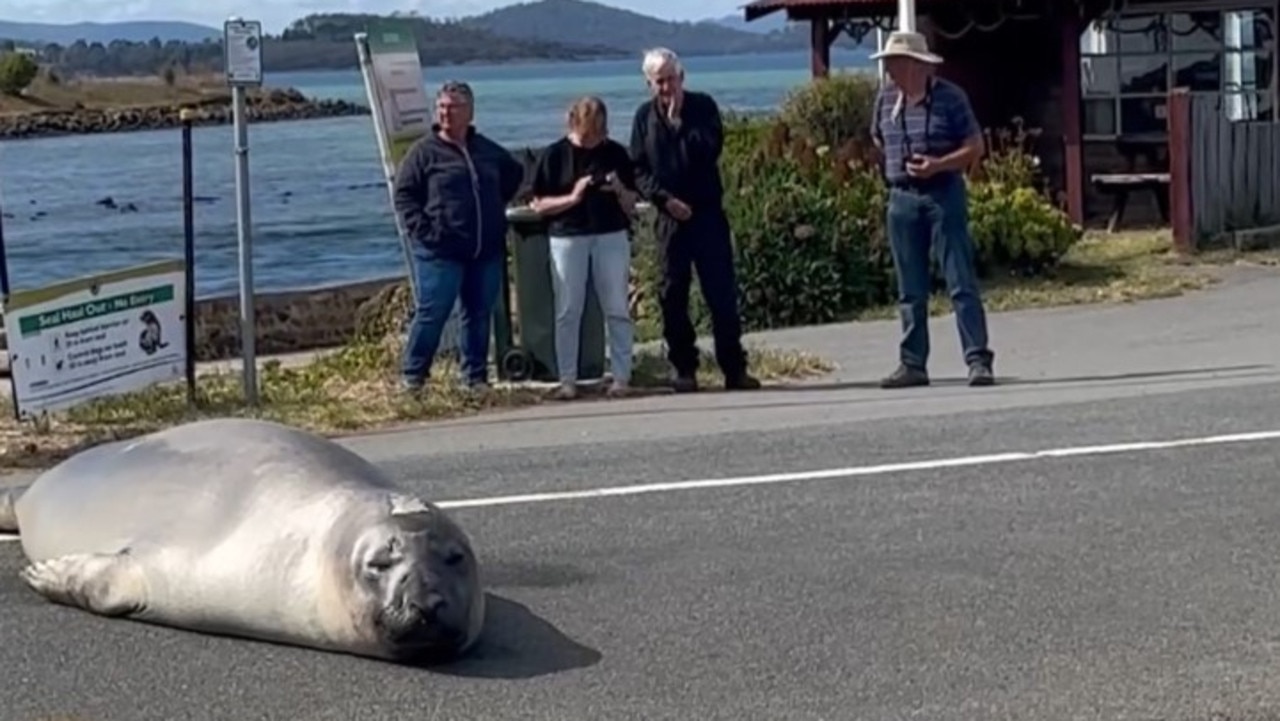 Why the world’s obsession with Neil the Seal is putting him in danger ...