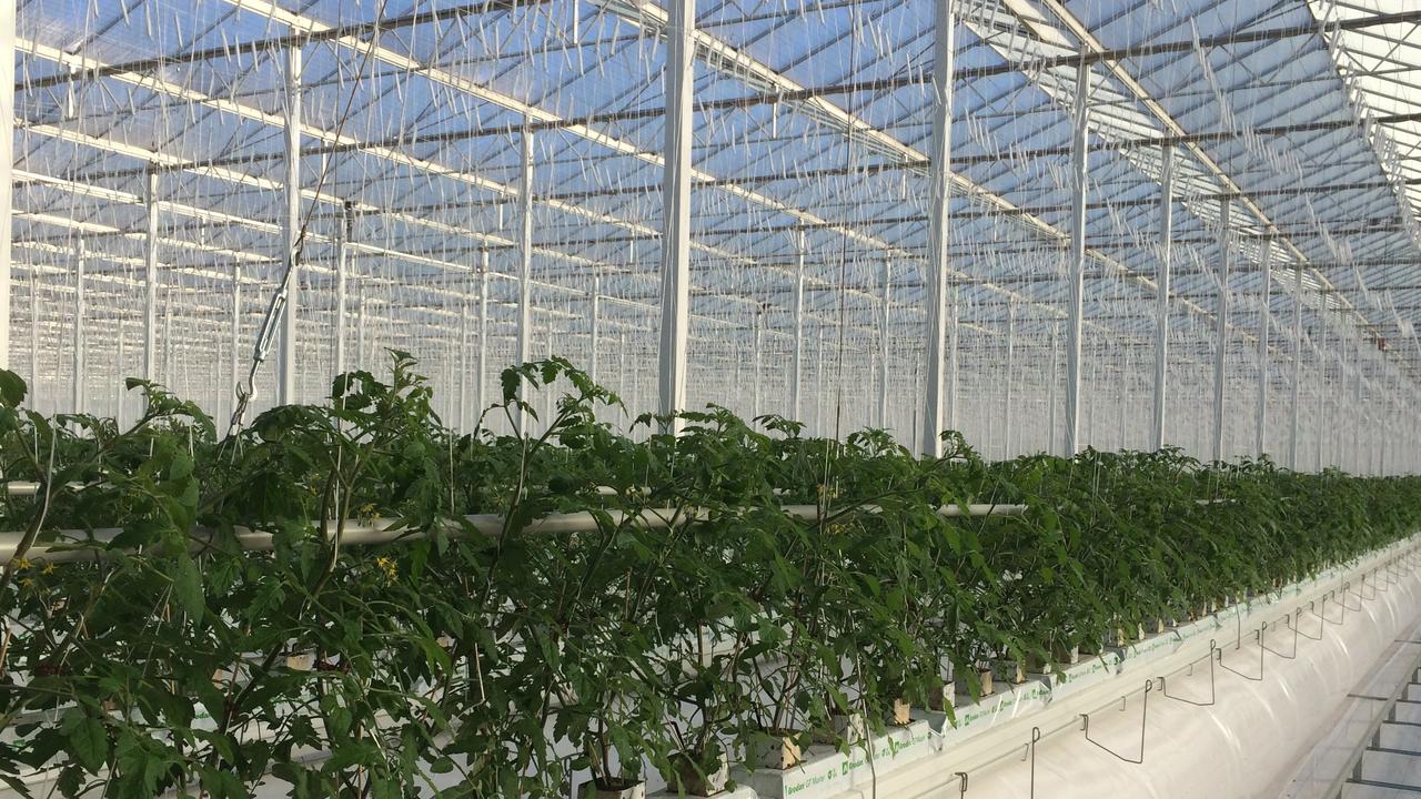 Plans approved to build a $58.5m produce facility at Virginia that ...