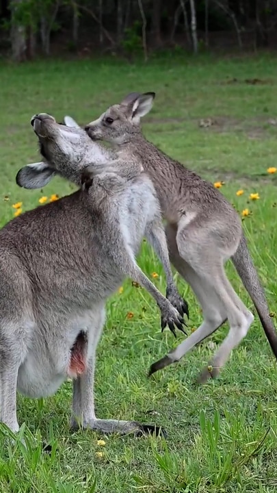 Mama kangaroo shows incredible patience with young joey