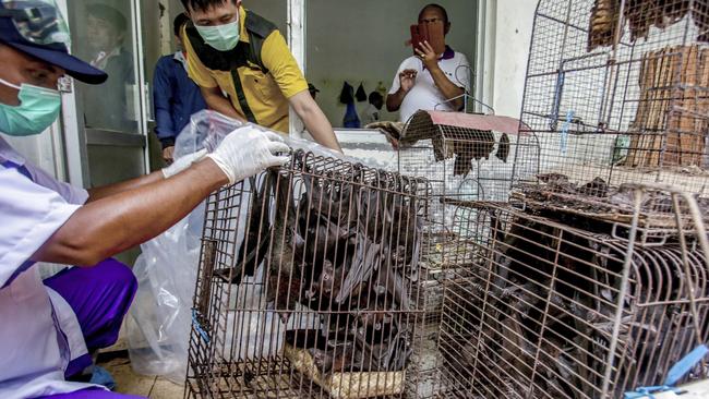 Health officials inspect bats at a live animal market in Solo, Central Java, Indonesia, as the coronavirus crisis spreads across the globe. Picture: AP