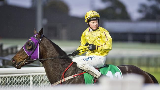 TIME TO CONQUER: Nathan Evans will partner the Dale Groves-trained Conquermore at Clifford Park tonight. Photo: Nev Madsen