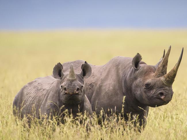 Remembering Rhinos: Margot Raggett (Black rhino & calf, Kenya) www.rememberingrhinos.com/kickstarter