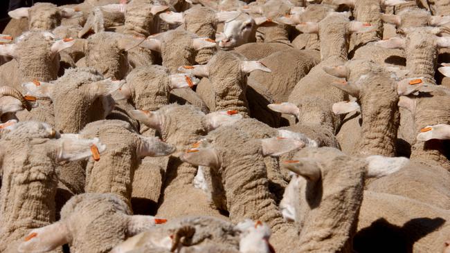 Winter blues: Merino sheep at Swan Hill. The sheep market is struggling to find a firm footing heading into spring.