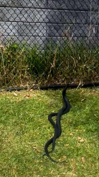 Red-bellied black snakes wrestle on NSW lawn