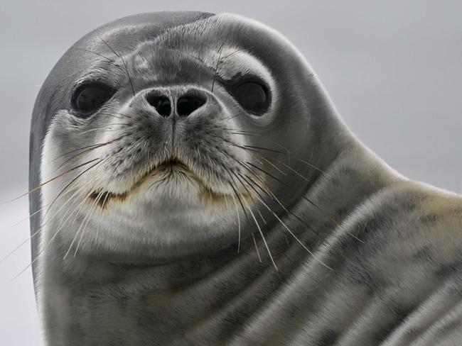 A seal sits on an ice floe in the Gerlache Strait, Antarctica. Picture: Juan Barreto/AFP