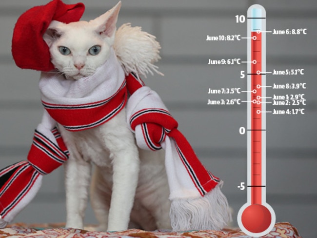 The Devon Rex breed cat named Milk keeps warm at Felixstow pet cafe Hashtag Meow.