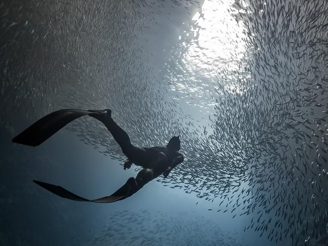 Photo and caption by  Marc Henauer / National Geographic Travel Photographer of the Year ContestSwallows Cave. A freediver swim in the deep of "swallows cave" in Tonga. This cave is settled by more than few thousand fish. They offer you a spectacular ballet when you dive inside. The contrast between the dark of the bottom and the light of the top make bright the fishes like stars.