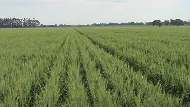 Rabobank forecasts Aussie wheat crop to 23 million tonnes | The Weekly ...