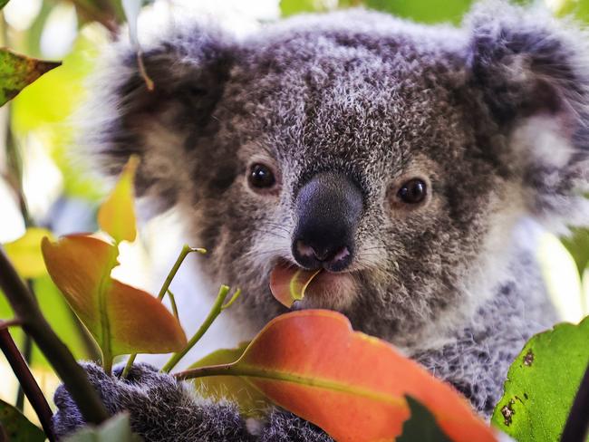 Koala. Picture: Mark Evans/Getty Images