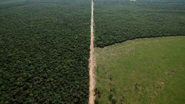 Deforestation upsets daily life in Argentine forest | Geelong Advertiser