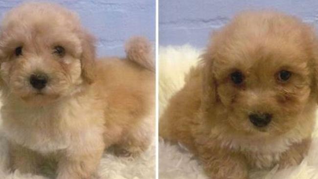 Two seven-week-old and two nine-week-old Cavalier King Charles spaniel x Poodle puppies have been stolen from a Camberwell pets store.