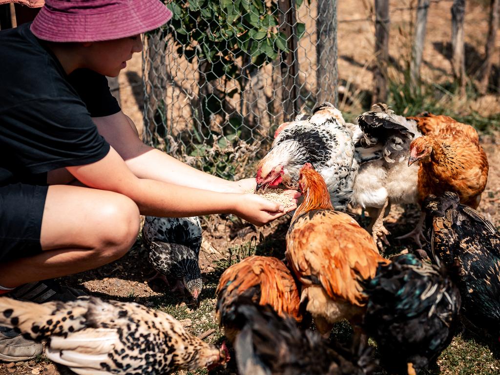 The family run a biodiverse orchard and nursery where they grow 98 varieties of heritage fruit and berries plus raise chickens and geese.