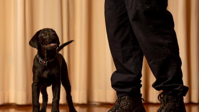 Kobe the labrador is the latest pup to join the NT Police sniffer dog program. Picture: Che Chorley