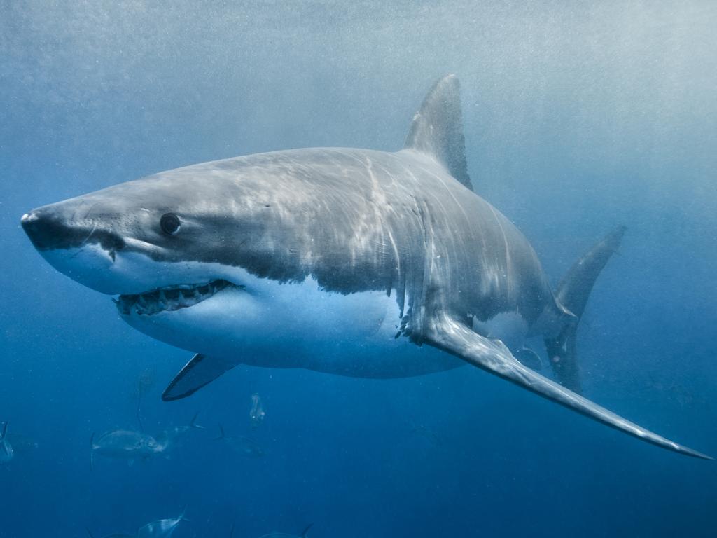 Great White Shark smile