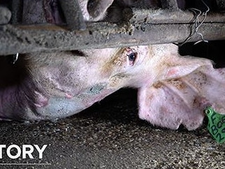 Rotting flesh can be seen on this boar named Boe. He is one pig that was caught on film by an investigator with Animal Liberation Queensland recently. Picture: Still from a video from the Animal Liberation Queensland.