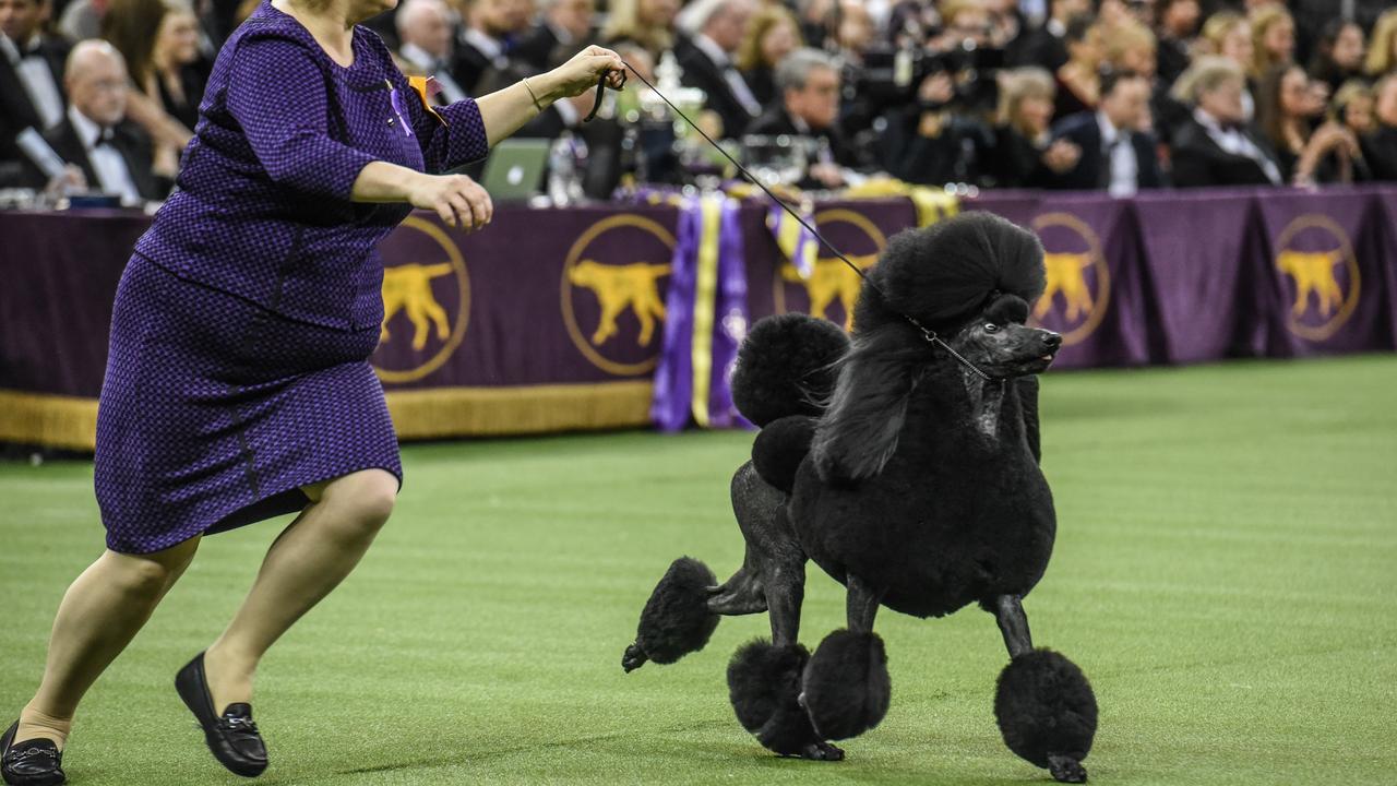 Westminster Kennel Club Hosts Annual Dog Show In New York