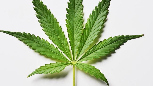 Marijuana leaf