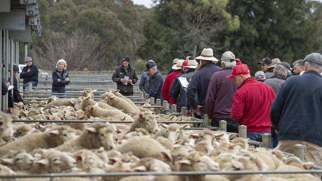 Sheep and lamb sale at Bendigo.