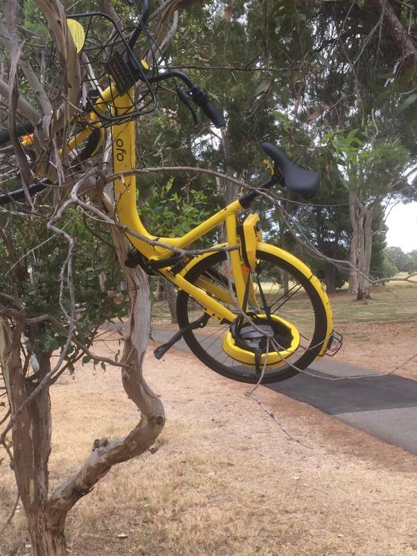 An ofo bike left up a tree on the bike path in the east parklands, near East Tce. Picture: Dulwich Island Bike/Twitter