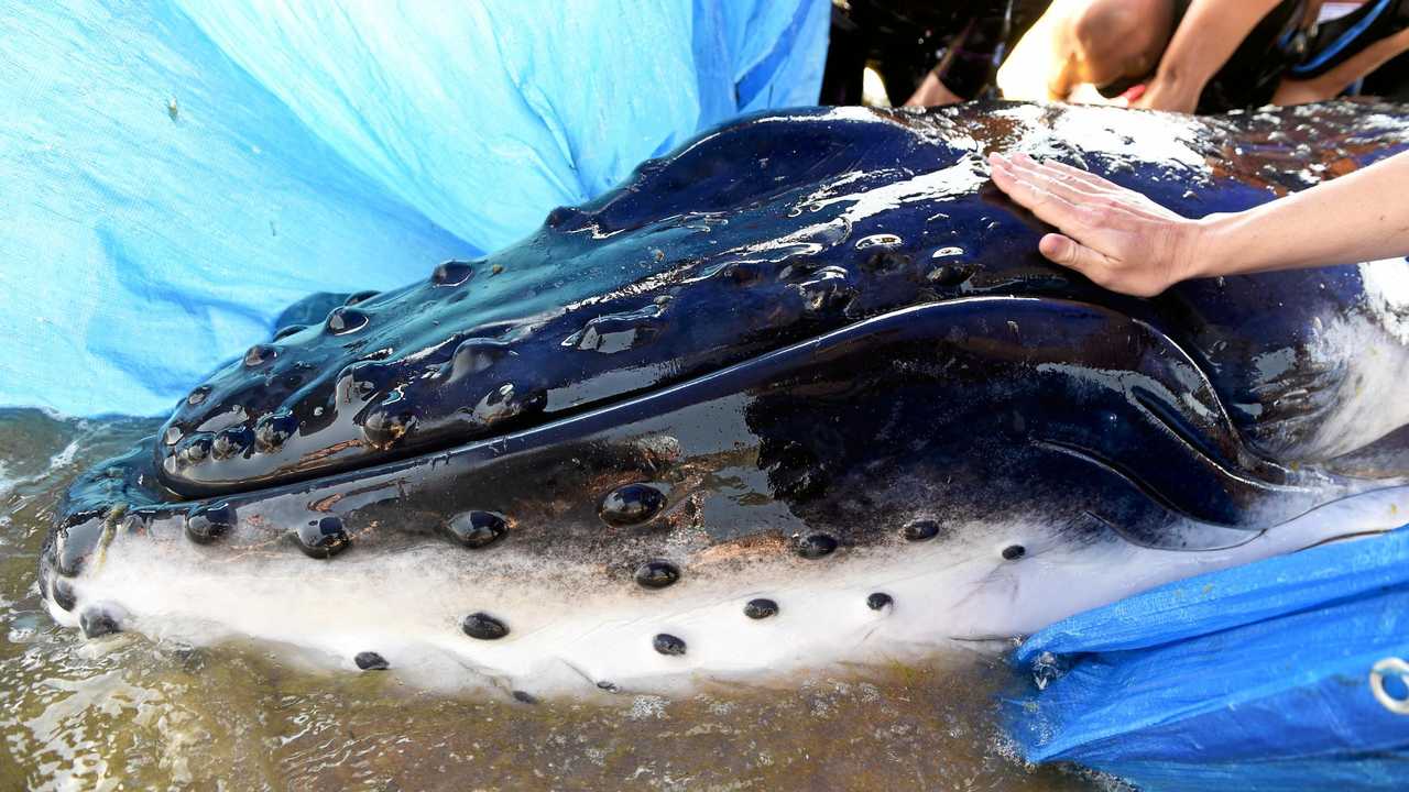 A humpback whale calf has been euthanised, after attempts to rescue the animal, from Dundowran beach, was proved to be futile. Picture: Valerie Horton