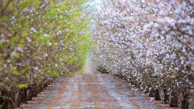 Large almond producer Lachlan Valley Farms has agreed to pay $73,000 in costs for overpumping water. Picture: Jason Edwards