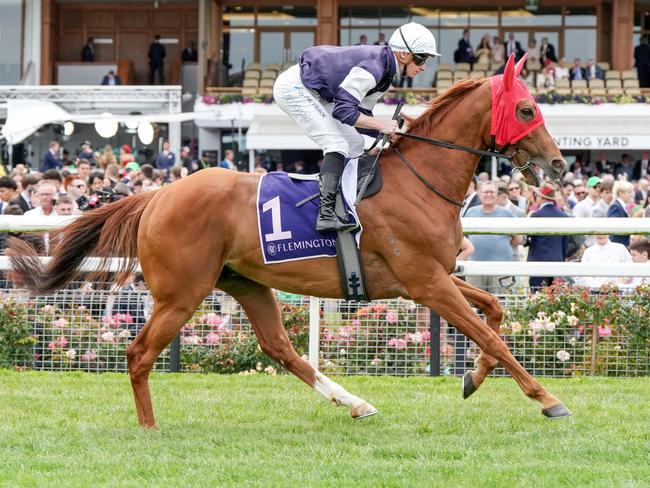 Serpentine (IRE) on the way to the barriers prior to the running of Queen Elizabeth Stakes at Flemington Racecourse on November 09, 2024 in Flemington, Australia. (Photo by George Sal/Racing Photos via Getty Images)