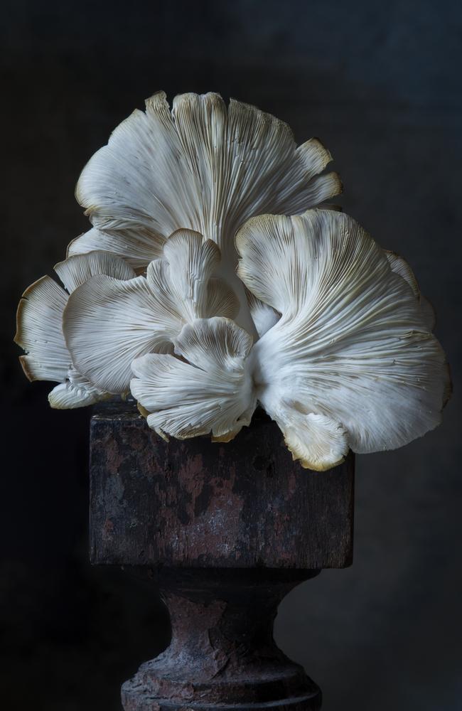 This Italian oyster mushroom was grown indoors on straw at Bramble Hill Farm in Unity, Maine. With an earthy, mild flavour, its fluted light brown cap and white gills are beautifully highlighted by soft, natural light. Picture: Lynn Karlin/Pink Lady® Food Photographer of the Year