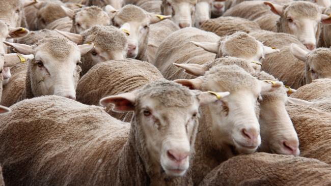 Biological wool harvesting could see sheep shorn without shearers.