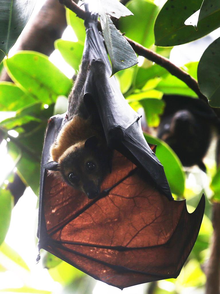 Cairns flying fox carers on alert after heatwave brings bat population ...