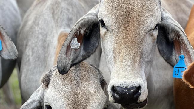 Jake Bayliss’s cattle. Picture: Supplied.