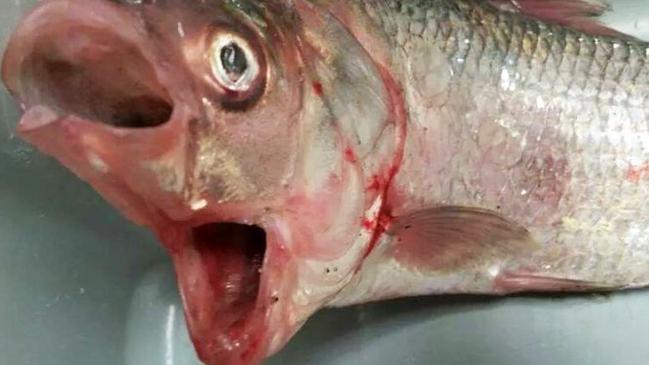 CREDIT: Garry Warrick Incredibly rare fish with TWO MOUTHS caught off the coast of Australia... weeks after 'goblin shark' and frill shark emerge