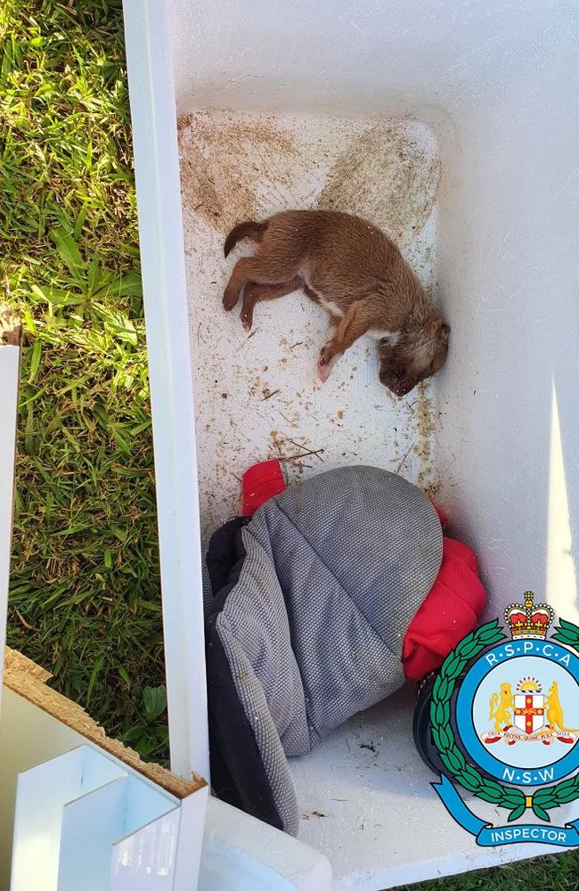 RSPCA appealed for information after a 10-day-old puppy was found alive in an Esky as part of a council collection. The puppy later died. Picture: RSPCA