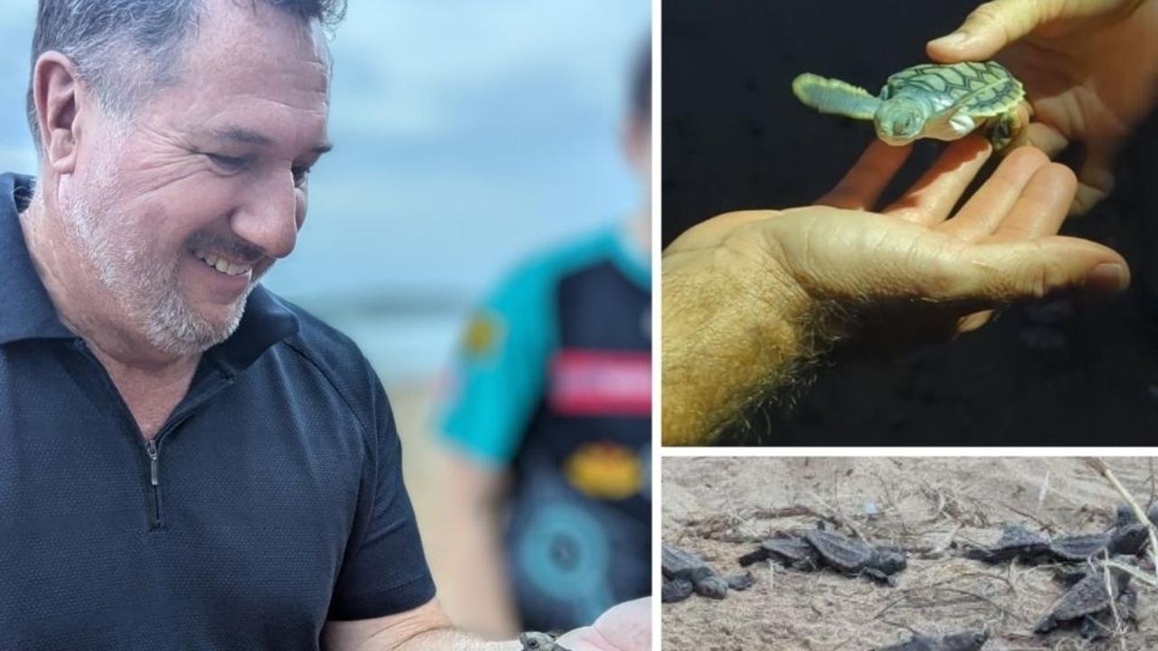 Turtle mania: Bundaberg records biggest turtle turnout in half a century