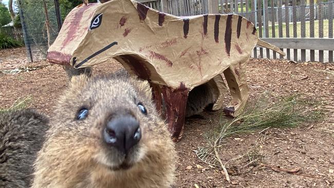 To mark National Threatened Species Day, Zoos SA has brought back the extinct Tasmanian Tiger, albeit in spirit. . A Quokka with the Tasmanian tiger at Adelaide Zoo today  . Picture: ZoosSA