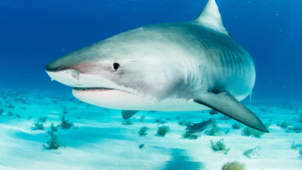 Woman rescued by navy after shark bite horror