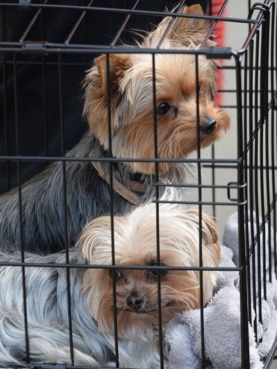 Pistol and Boo leaving Australia in 2015.