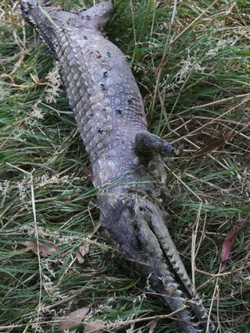 A freshwater crocodile would only survive a week in the wild in Victoria because of our colder conditions. Picture: Andrew Wallis